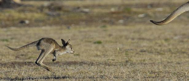 little guy runs